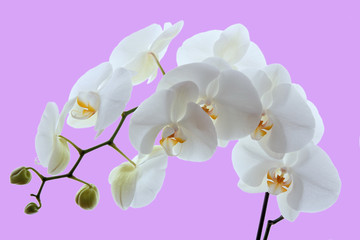 white orchid isolated on pink background