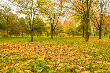 Cloudy day in the autumn park