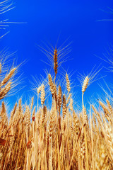 yellow wheat ears on the field