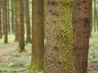 Obraz premium Idyllischer Waldspaziergang
