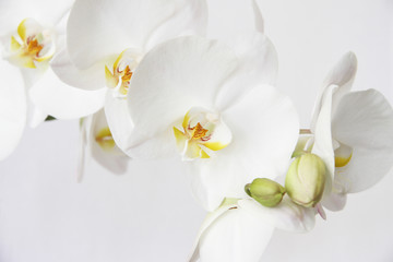 Naklejka na ściany i meble White orchid on white blackbackground
