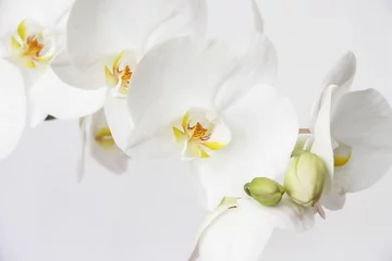 Selbstklebende Fototapeten Weiße Orchidee auf weißem schwarzem Hintergrund © ChrisDutchlingo