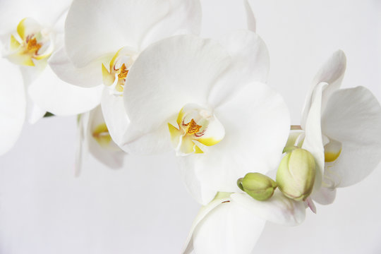 Fototapeta White orchid on white blackbackground