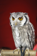 Portrait of owl.
