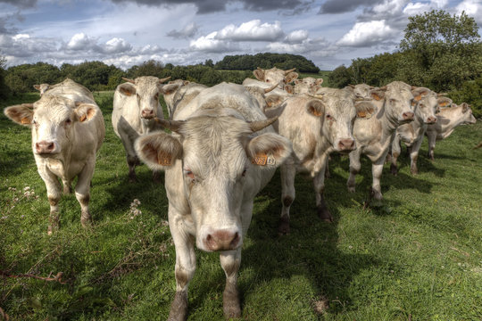 Charolais Cows - Burgundy France