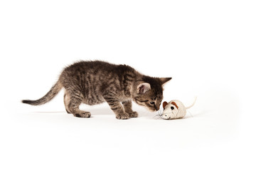 Hauskatze mit Maus