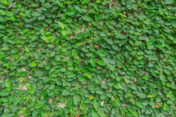 wall leaves