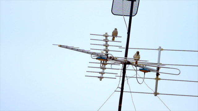 bird on antenna