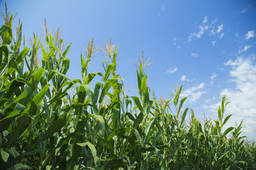 Corn maize green stems unripe on field © oticki