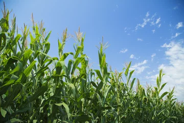 Fotobehang Corn maize green stems unripe on field © oticki
