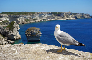 Goéland sur les falaises de Bonifacio en Corse