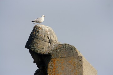 mouette sur statue