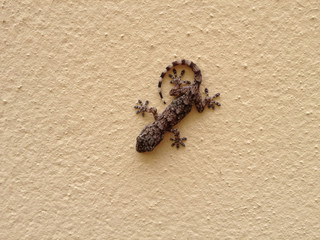 Fototapeta premium New born baby gecko with length less than 2 cm on a wall