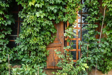 Fototapeta na wymiar wild grapes near window