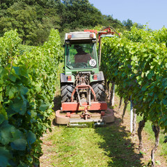 Weinreben im Weinberg © ThomBal