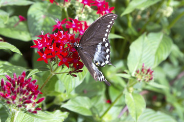 Black Butterfly Feeding on Red Flower