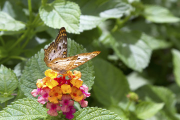Butterfly Feeding on Bright Flower