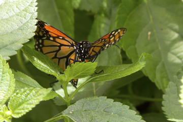Butterfly Peeking Through Leaves