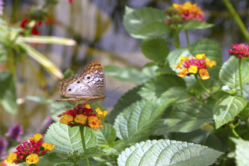 Butterfly, On Flower, Side View