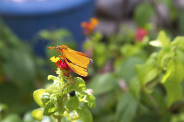 Butterfly, Orange, Side View