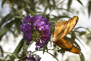 Feeding Butterfly