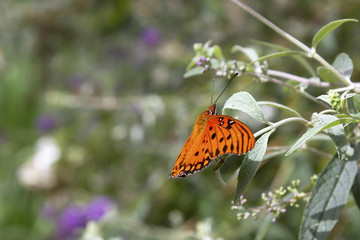 Orange Butterfly