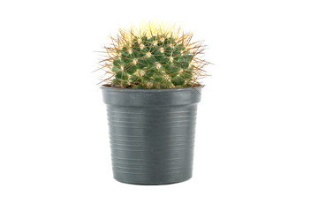 cactus in flower pot.