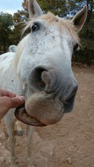 Primer plano de caballo