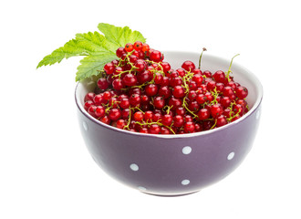 Red currant