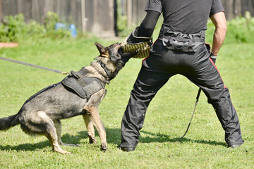 police dog