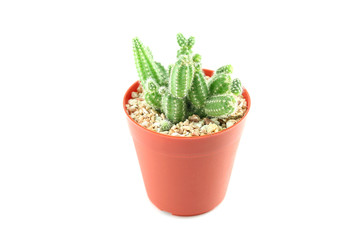 cactus in flower pot.