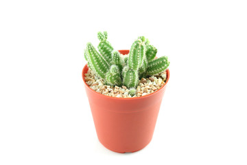 cactus in flower pot.