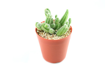 cactus in flower pot.