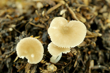 wild mushrooms on ground.