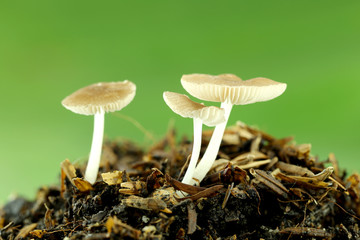 wild mushrooms on ground.