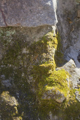 Detail of green moss growing on an old stonewall.