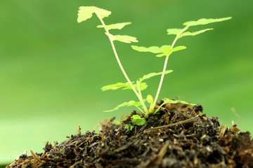 green seedling on ground.