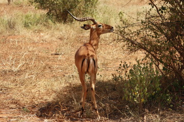 Thomson Gazelle