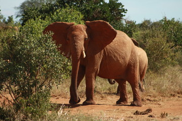 Elefant