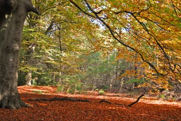 Fototapete Großer Baum im Herbst. © trinetuzun