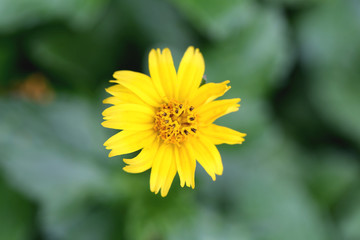 Yellow flowers on a backdrop of green foliage.
