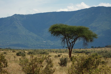 afrikanische Landschaft