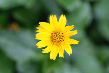 Yellow flowers on a backdrop of green foliage.