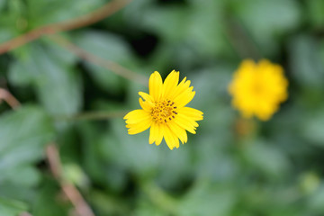 Yellow flowers on a backdrop of green foliage.