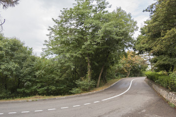Fototapeta na wymiar Bend of the asphalted road in the wood