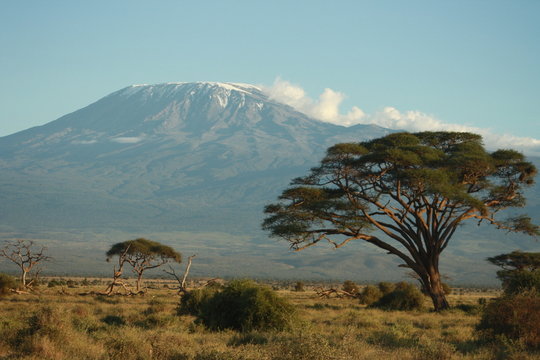 Kilimanjaro mit Baum
