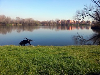 Cane sul prato in riva al lago