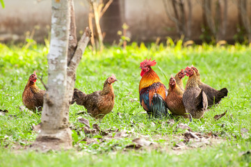 crowd of Wild fowl, Chicken in jungle