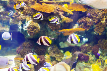 Fototapeta na wymiar tropical fish at coral reef