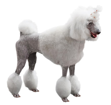 Elegant standart Poodle